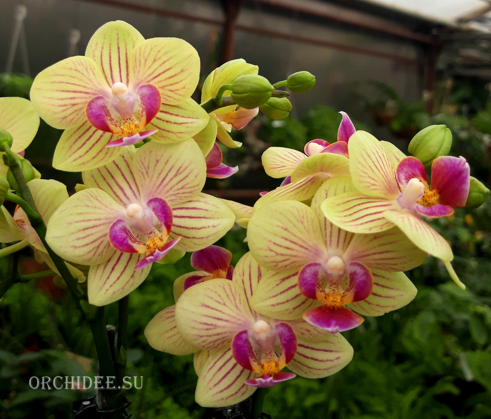 Phalaenopsis PHM 010