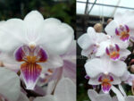 Phalaenopsis PHM 153
