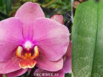 Phalaenopsis PH 078