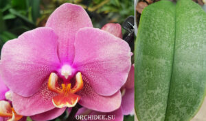 Phalaenopsis PH 078