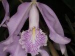 Cattleya maxima tall