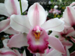 Cymbidium hybrid 12