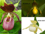 Cypripedium mix