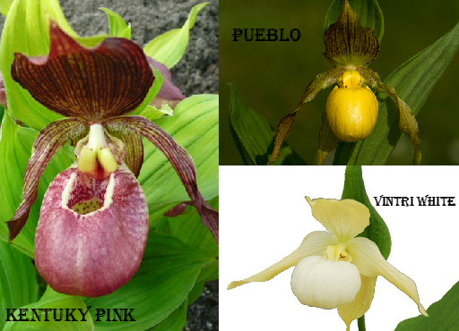 Cypripedium mix