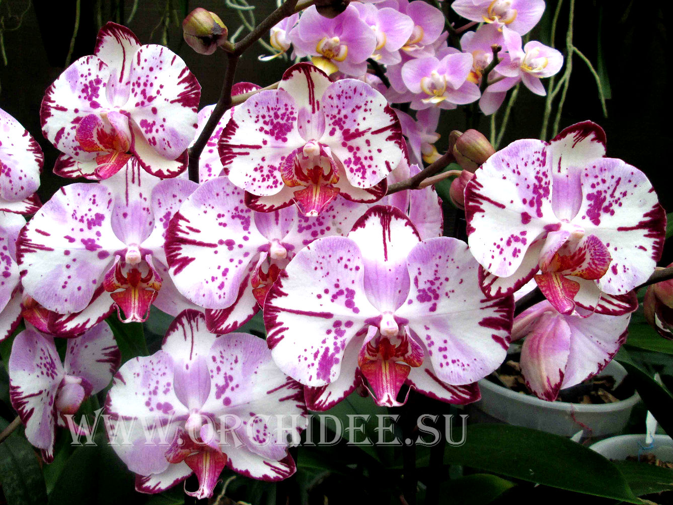 Doritaenopsis DTPS 004/1 Gan Lin Beauty