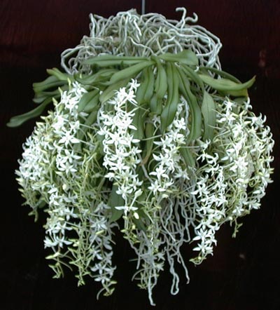 Mystacidium capense