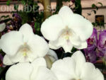 Phalaenopsis PH 077 Leontine