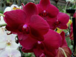 Phalaenopsis PH 079 Pavarotti