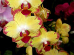Phalaenopsis PH 083 Breezes