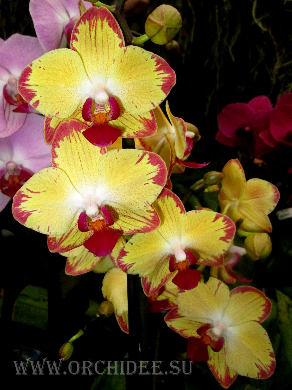 Phalaenopsis PH 083 Breezes