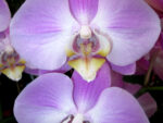 Phalaenopsis PH 087