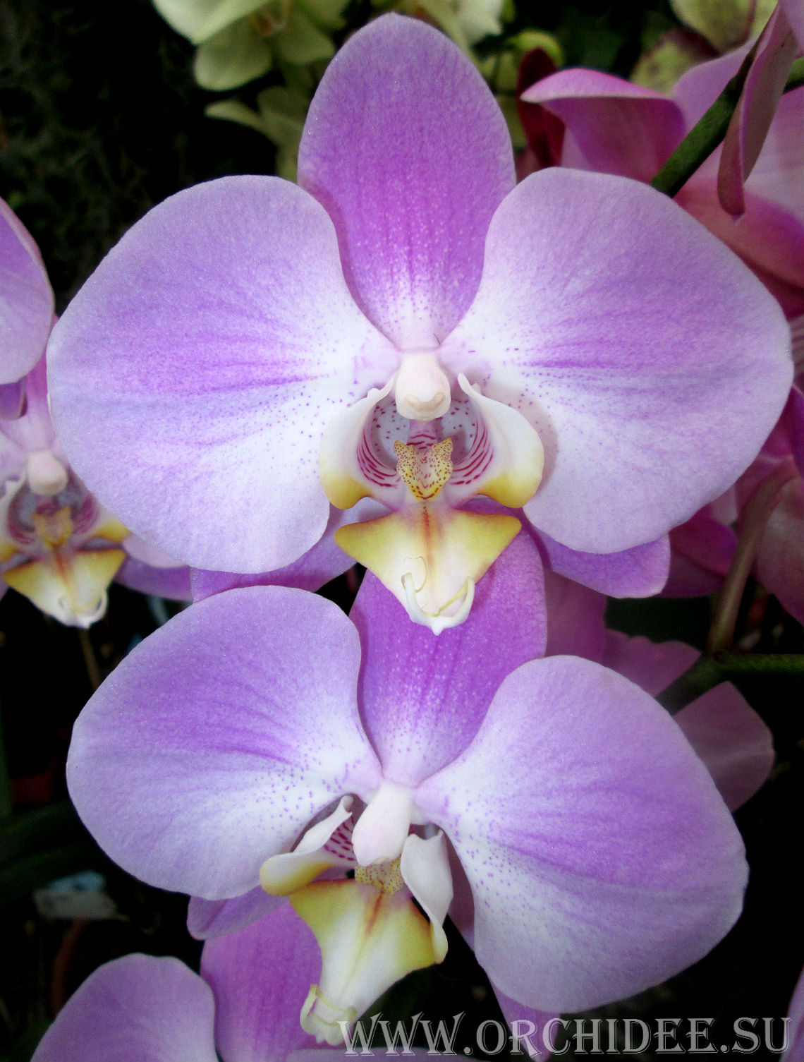 Phalaenopsis PH 087