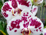 Phalaenopsis PH 090 Tango