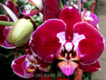 Phalaenopsis PH 092