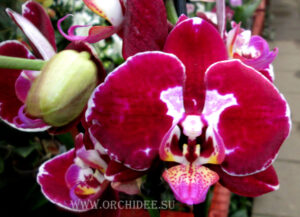 Phalaenopsis PH 092