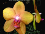 Phalaenopsis PH 094 Peabody