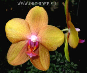 Phalaenopsis PH 094 Peabody