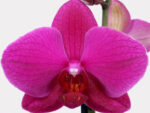 Phalaenopsis PH 095 Vivaldi
