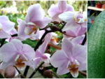 Phalaenopsis PHM 011 Pinlong Cheris