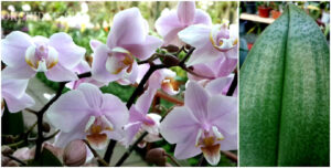 Phalaenopsis PHM 011 Pinlong Cheris