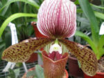 Paphiopedilum hybrid 003