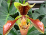 Paphiopedilum villosum var. laichauense