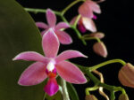 Phalaenopsis modesta x schilleriana