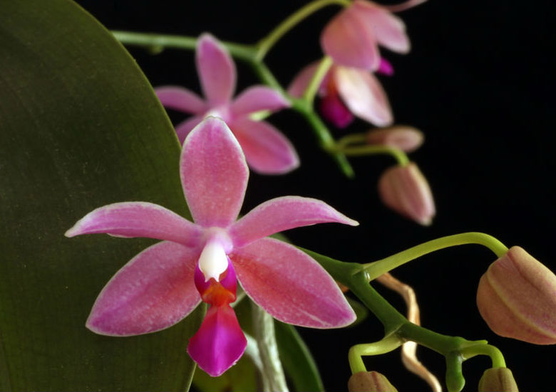 Phalaenopsis modesta x schilleriana