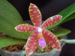 Phalaenopsis pallens x lueddemaniana