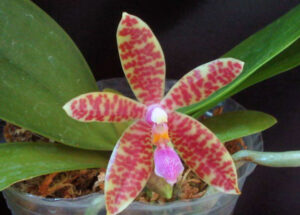 Phalaenopsis pallens x lueddemaniana