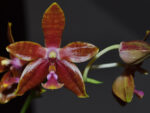 Phalaenopsis Mambo B x mariae