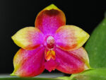 Phalaenopsis Princess Kailuani (violacea x amboinensis)