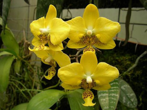 Phalaenopsis stuartiana (yellow) x sib