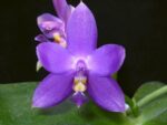 Phalaenopsis violacea indigo x sib (100% indigo)