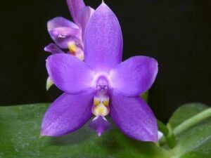 Phalaenopsis violacea indigo x sib (100% indigo)