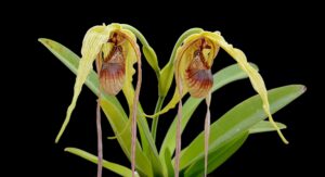 Phragmipedium caudatum