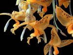 Stanhopea jenischiana