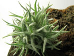 Tillandsia balsasensis