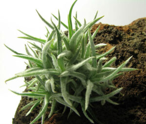 Tillandsia balsasensis