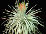 Tillandsia mauryana "New"
