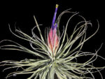 Tillandsia velickiana