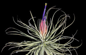 Tillandsia velickiana