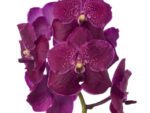 Vanda Carmin