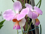 Vanda teres