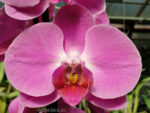 Phalaenopsis PH 080 Tigris