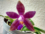 Phalaenopsis Jennifer Palermo x cornigiana