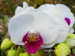 Phalaenopsis PHM 143