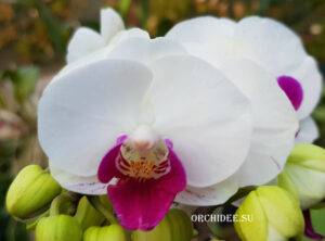 Phalaenopsis PHM 143