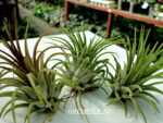Tillandsia ionantha