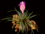 Tillandsia cyanea